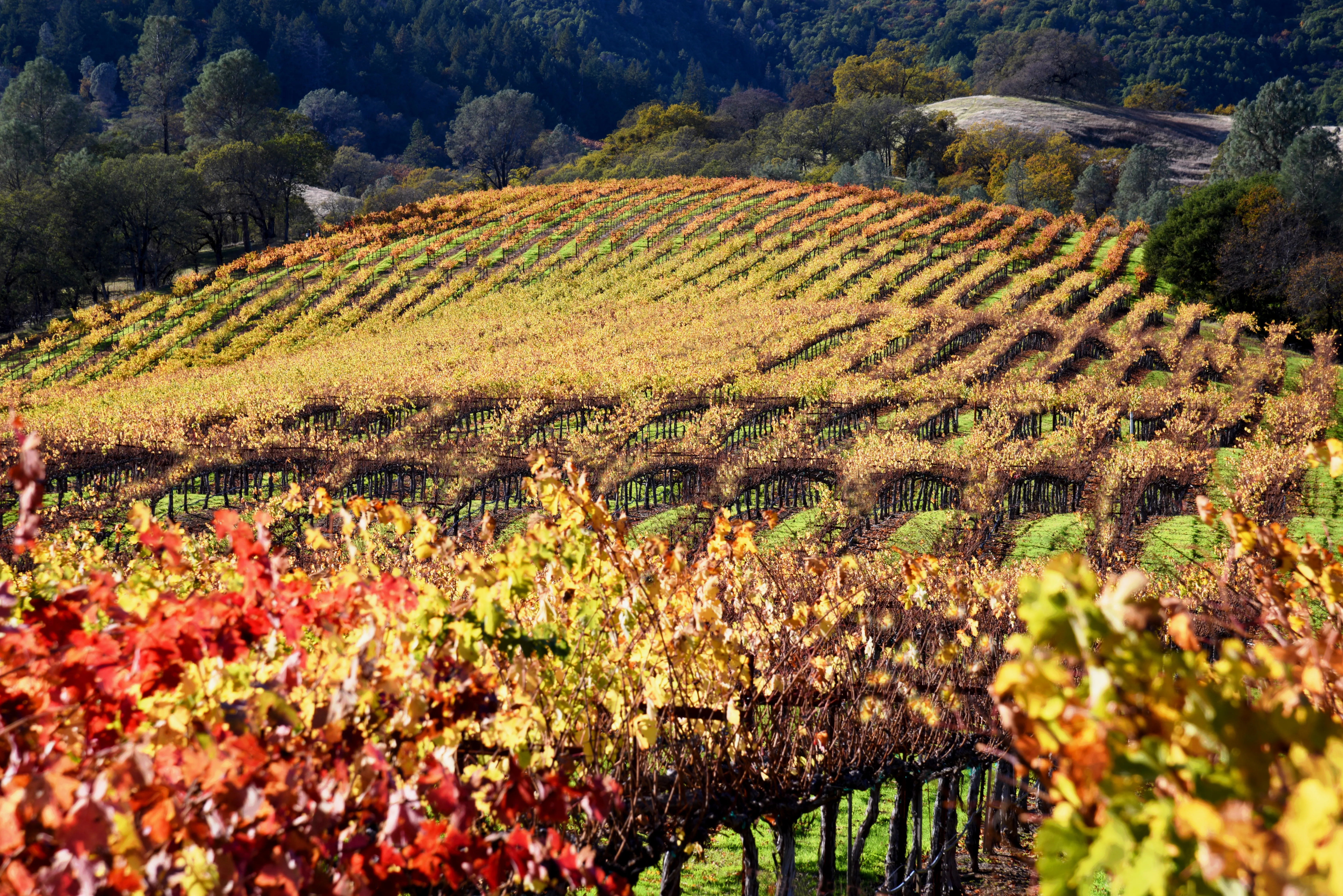 Autumn vine rows on the estate