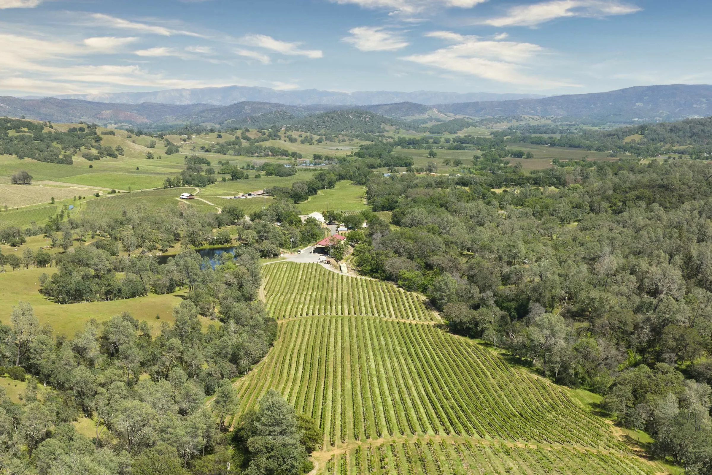 The Calla Lily estate from the air: vineyard rows on the valley floor, ringed by oak woodland