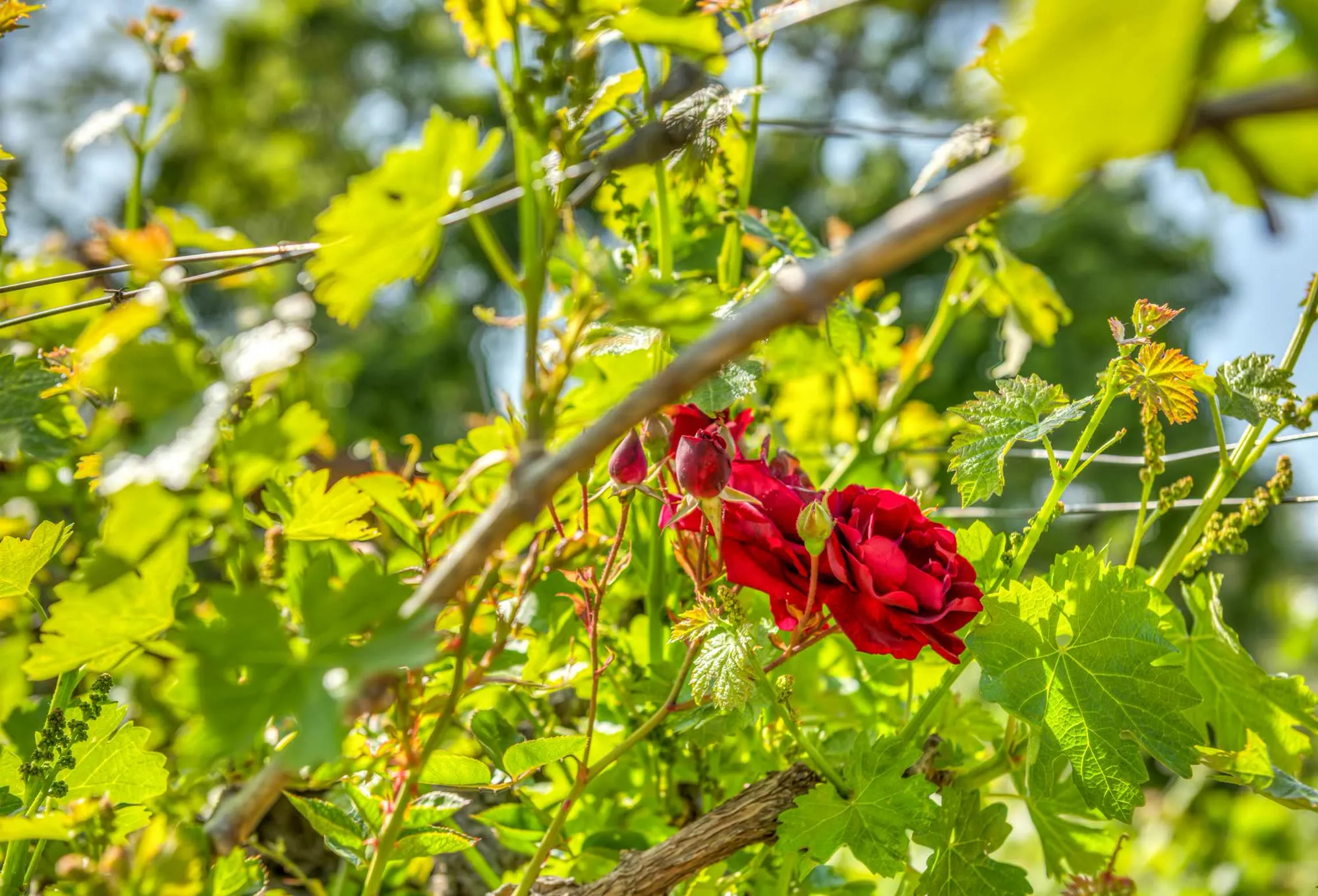 Roses in flower at the end of a vine row