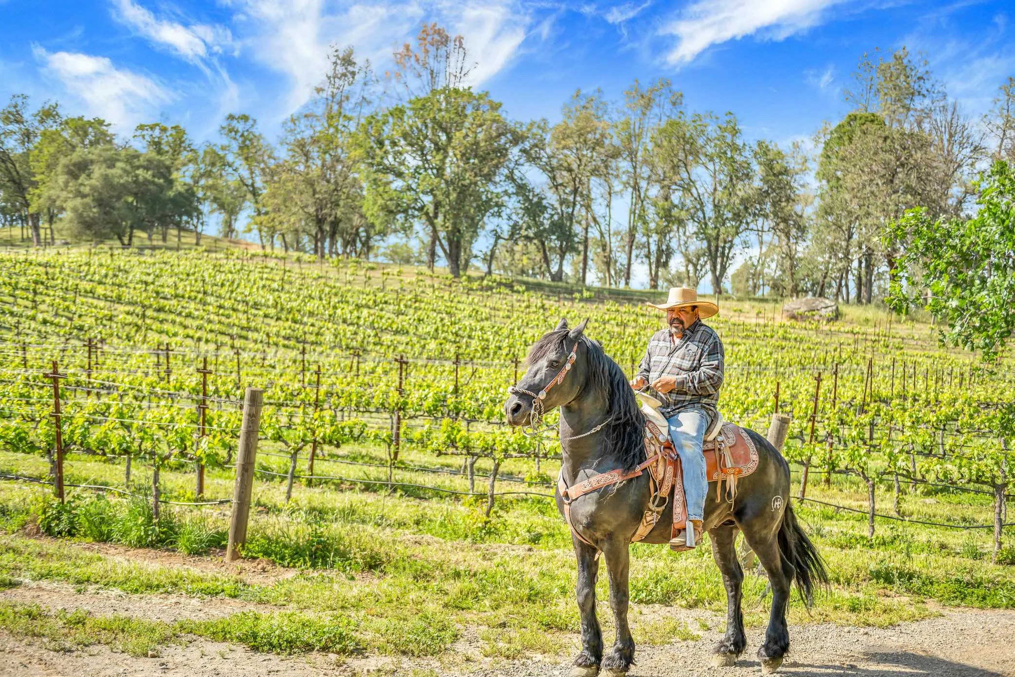 A rider on horseback moving along the vine rows